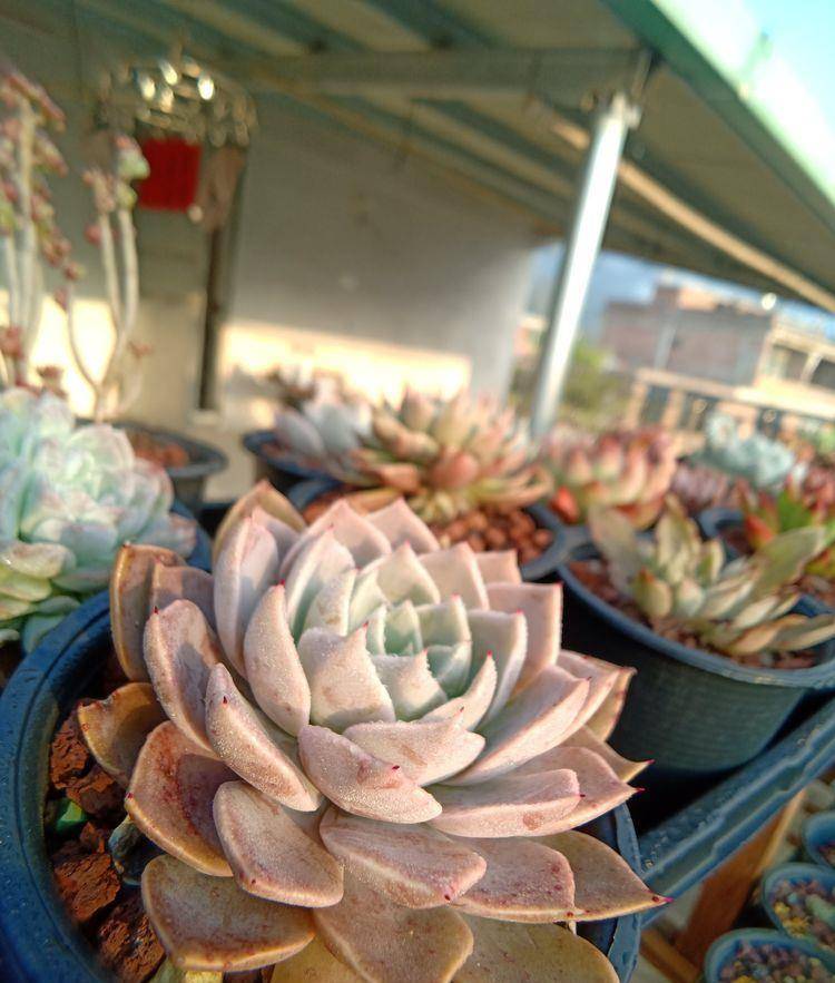 多肉露养的真正含义你了解嘛 并没有那么简单 植物 全网搜