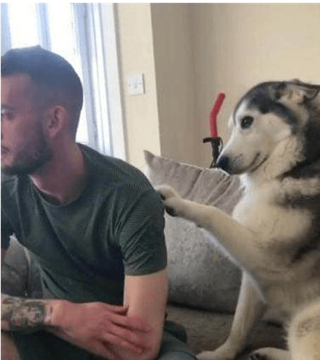 大腿二哈向主人撒娇求抱抱，没曾想主人直接给了大福利