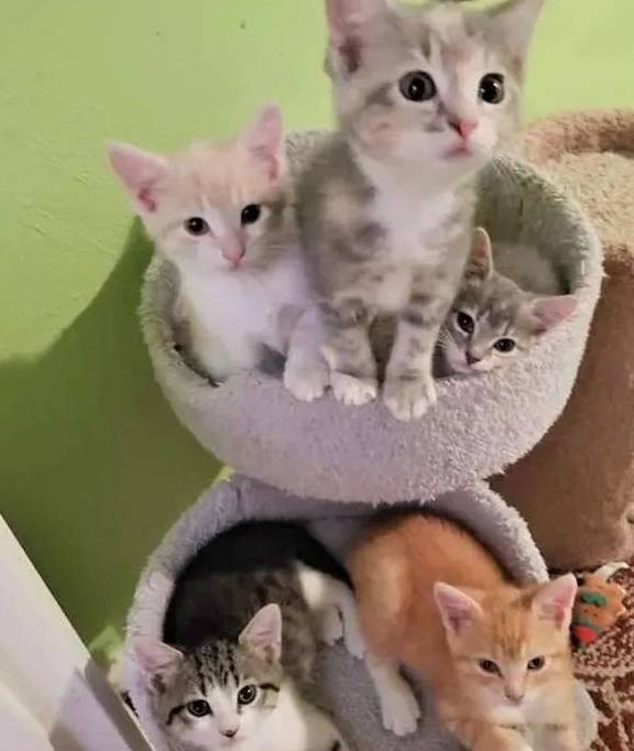 救助流浪猫妈妈被救助后却心事重重，直到和小奶猫们重逢，才如释重负