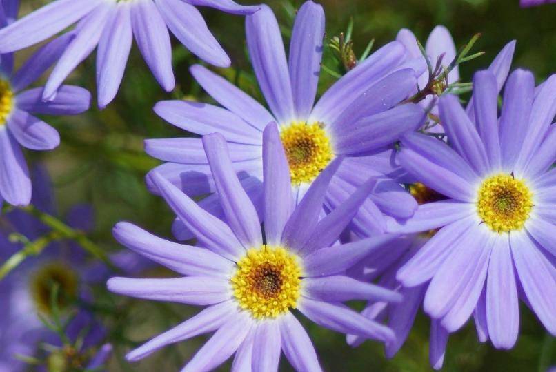 原创姬小菊怎样爆盆爆盆再爆盆