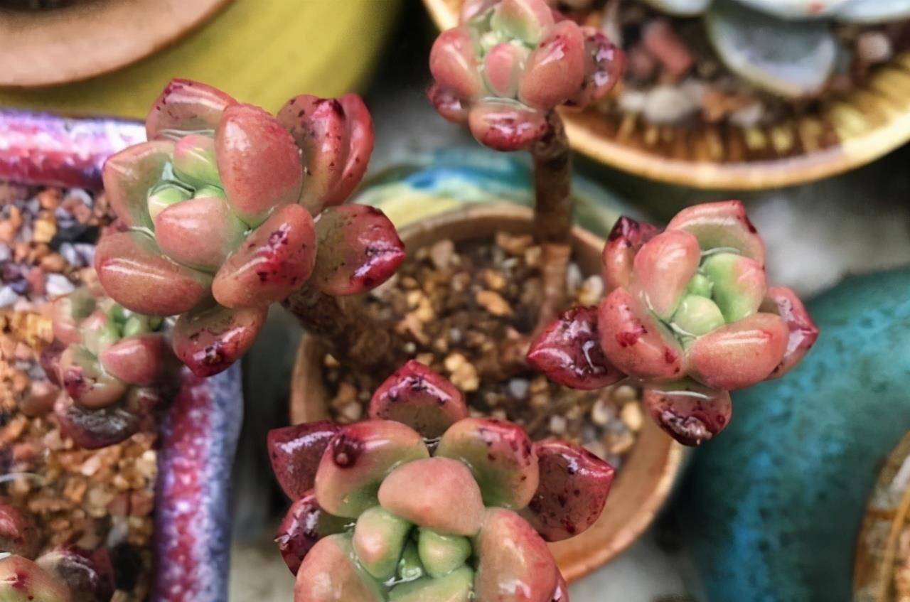 原创送给朋友的多肉香奈儿,已经开始变红了,而且也出现了淡淡的香味