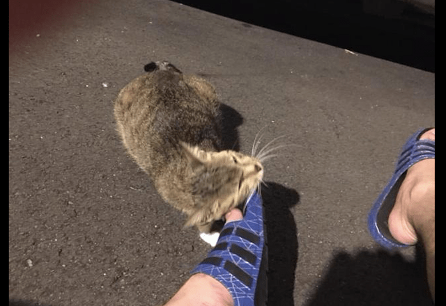 因为怀孕流浪猫主动示好男子，被收养后肚子却越变越小，原来被套路了