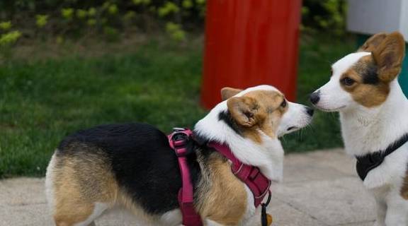 智商狗狗颜值被重新排名，第一名不是阿富汗猎犬，而是它？