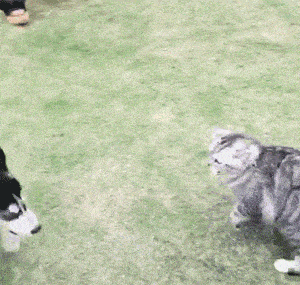 消息资讯飞基？贪吃柯基偷吃奶酪原地起飞，狗：到底是哪个环节出了问题？