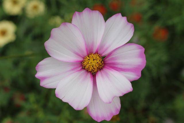 变化无常是什么生肖(打一数字动物)快捷曝出(图1) 变化无常是什么生肖(打一数字动物)快捷曝出(图1)