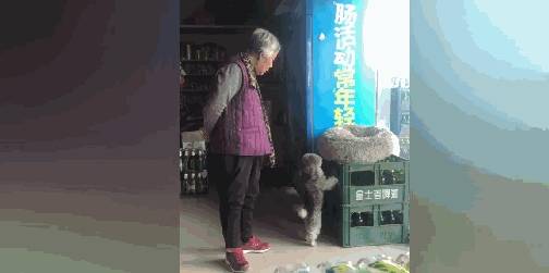小区|小卖部泰迪不让顾客买零食,奶奶:人家给你送钱来了,你还咬人家