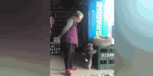 小区|小卖部泰迪不让顾客买零食,奶奶:人家给你送钱来了,你还咬人家
