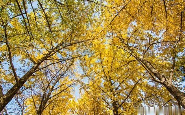 北京城的秋天，除了红叶还有一景儿，独一无二的银杏那叫一个漂亮