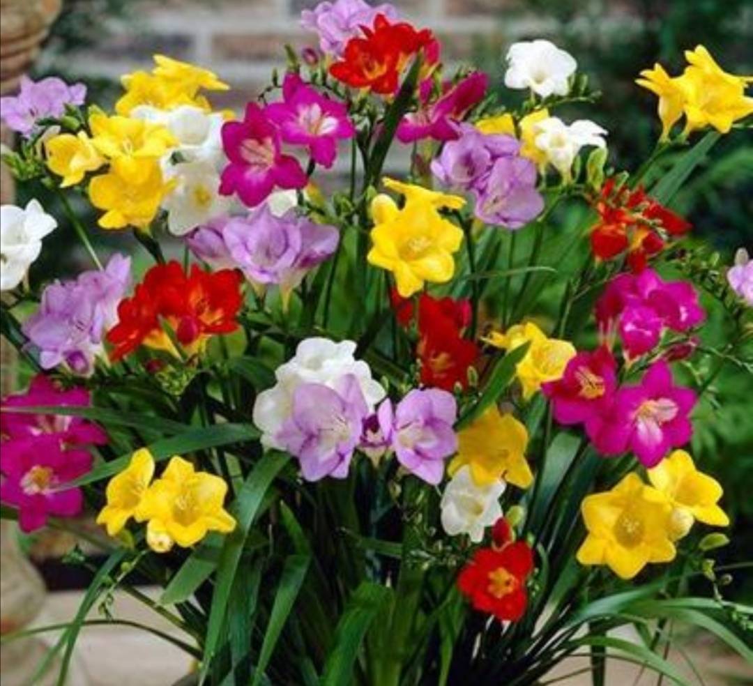 4种 球根花 栽土里就能活 开花漂亮又好养 种球 全网搜