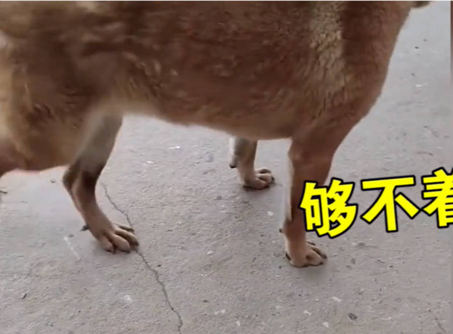 江苏一主人想和田园犬握手奈何链子太短 下一秒狗子举动亮了 狗狗