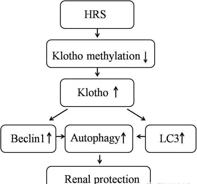 治疗|世界首例猪肾成功移植人体！“氢”对人类肾病有哪些研究？