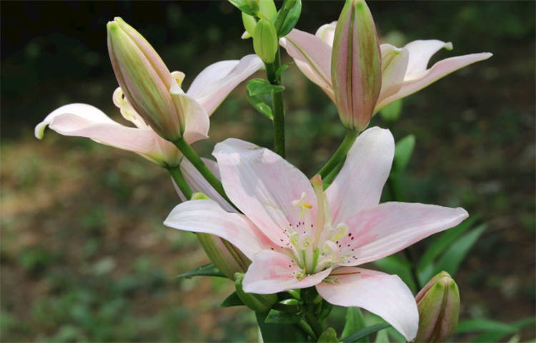 百合的花语是什么呀(红色百合的花语是什么呀)