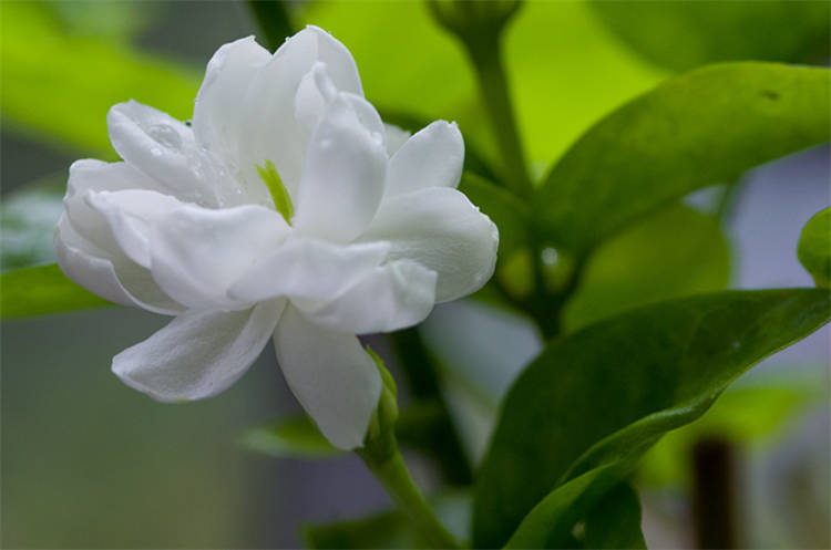 A White Jasmine flower.