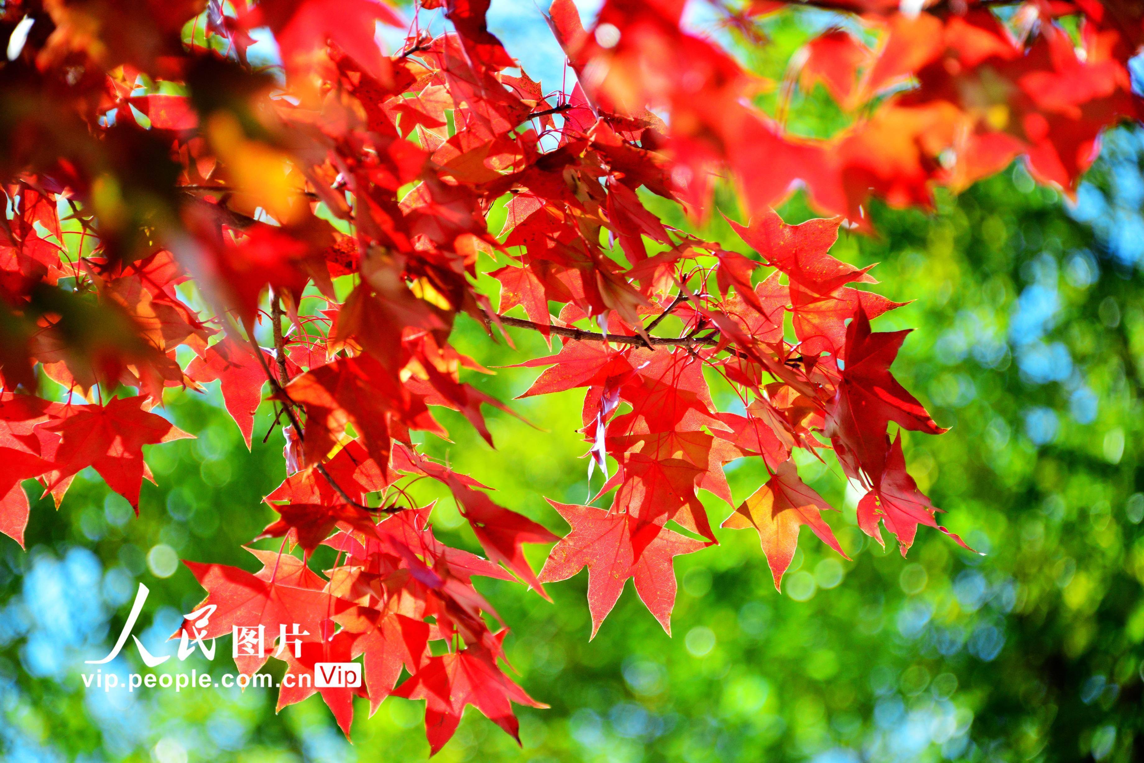 北京:香山赏红叶_元宝枫