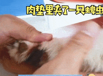 宠物柯基突然就瘸了，医生刚要准备拍片，扒开汪脚趾后定在了原地