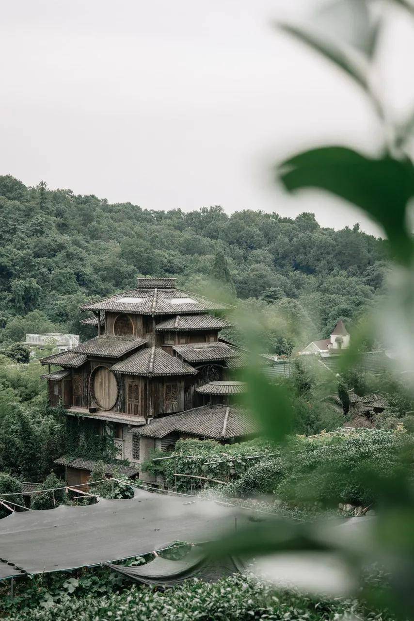 全国累计接种新冠疫苗数破10亿 满陇金黄桂雨下 十月底的杭州桂花正香
