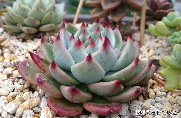 多肉植物吉娃娃 日常管理满足1足 3勤 盆栽养出娇俏美人尖 土壤 多肉植物吉娃娃 日常管理满足1足 3勤 盆栽养出娇俏美人尖 土壤
