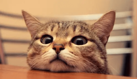 猫咪怎么洗澡容易应激 067c60dd14284b009cfe08409cda0cbc.png