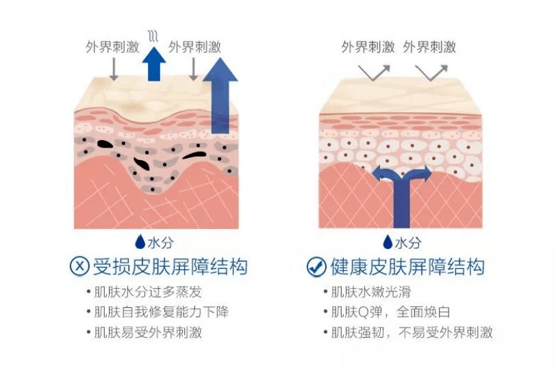 原料让皮肤屏障更坚韧的成分，有哪些？