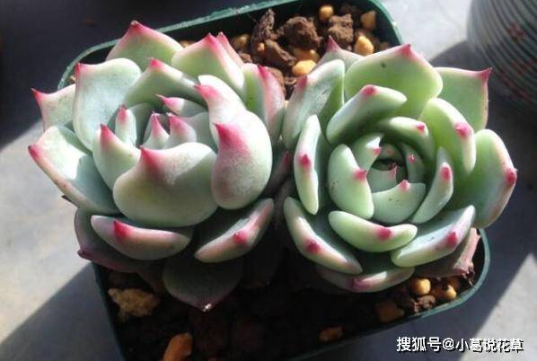 多肉植物吉娃娃 日常管理满足1足 3勤 盆栽养出娇俏美人尖 土壤 多肉植物吉娃娃 日常管理满足1足 3勤 盆栽养出娇俏美人尖 土壤