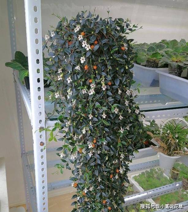 玉唇花 花叶果俱美 盆栽注意3环节 枝叶茂密如天然的瀑布 植物 新闻时间