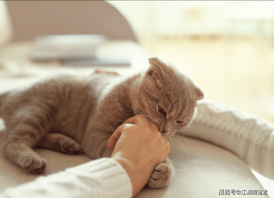猫为什么爱咬人怎么办