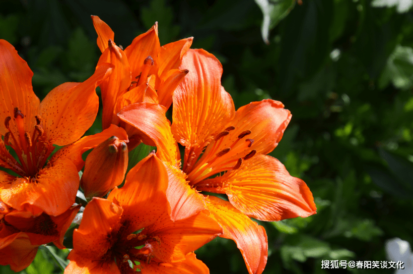 11月18日 旧爱不见 姻缘相随 4大星座将再遇真爱 幸福一生 狮子座 全网搜