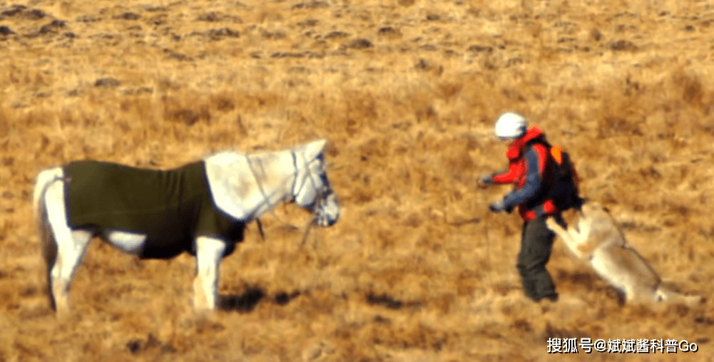 十年前,把狼当儿子的成都女孩,十年后谱写了一个催人泪下的结局