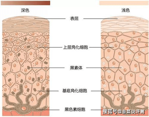 方法一万字美白的方法攻略（超详细，记得点赞收藏），如何全身美白皮肤最快吃什么