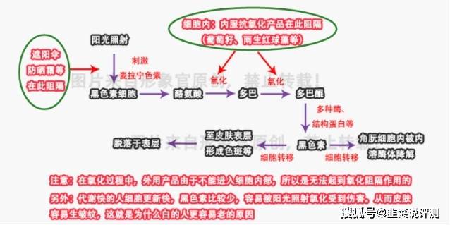 方法一万字美白的方法攻略（超详细，记得点赞收藏），如何全身美白皮肤最快吃什么