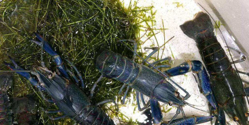 原创中国引进淡水蓝虾一只可重达600克或将代替小龙虾