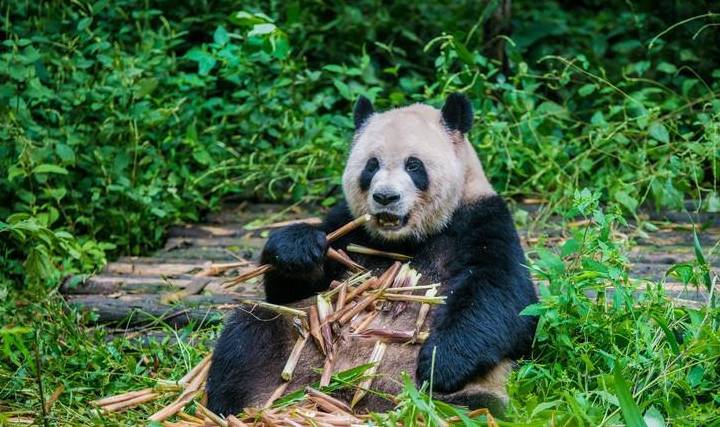成都旅游，大熊猫去哪看、怎么看？一站式为你解答