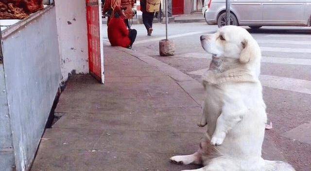 主人带狗出门遛弯 半路发现狗不见了 回头一看笑死了 狗狗 全网搜