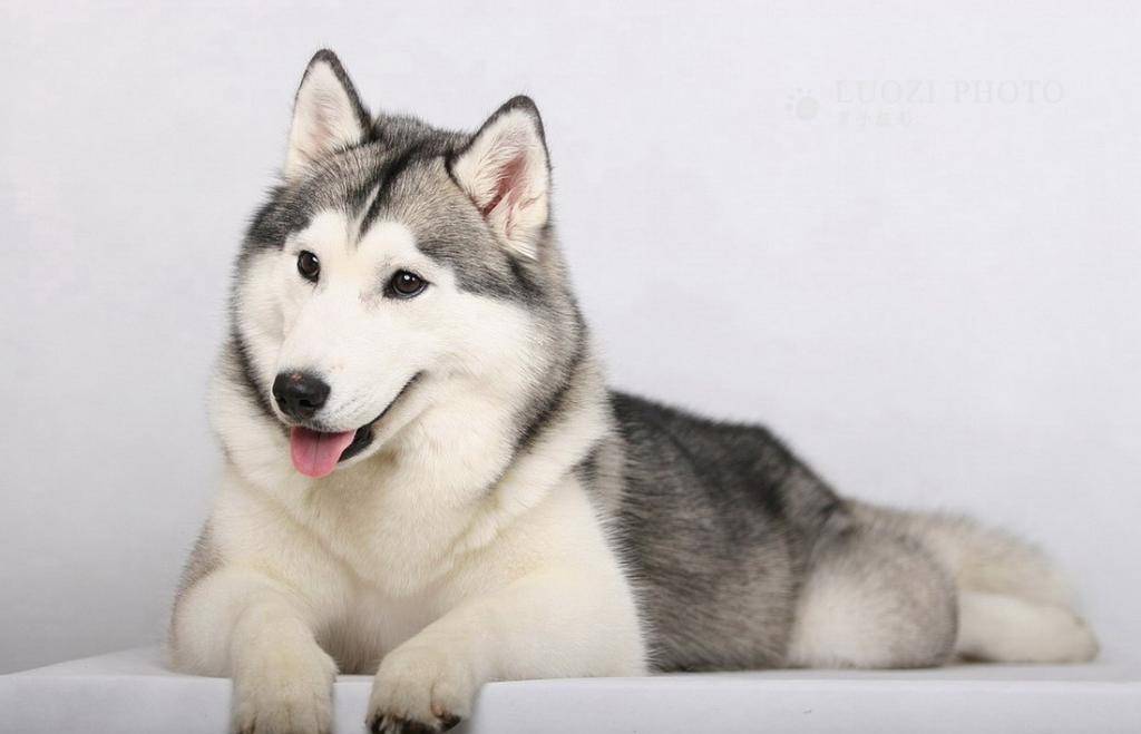 什么|主人外出二哈独自在家,监控拍下狗狗“罪行”,网友直呼狗肉煲了