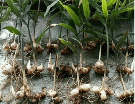 俗称老虎姜曾被挖来喂猪今日才知是仙人余粮望珍惜