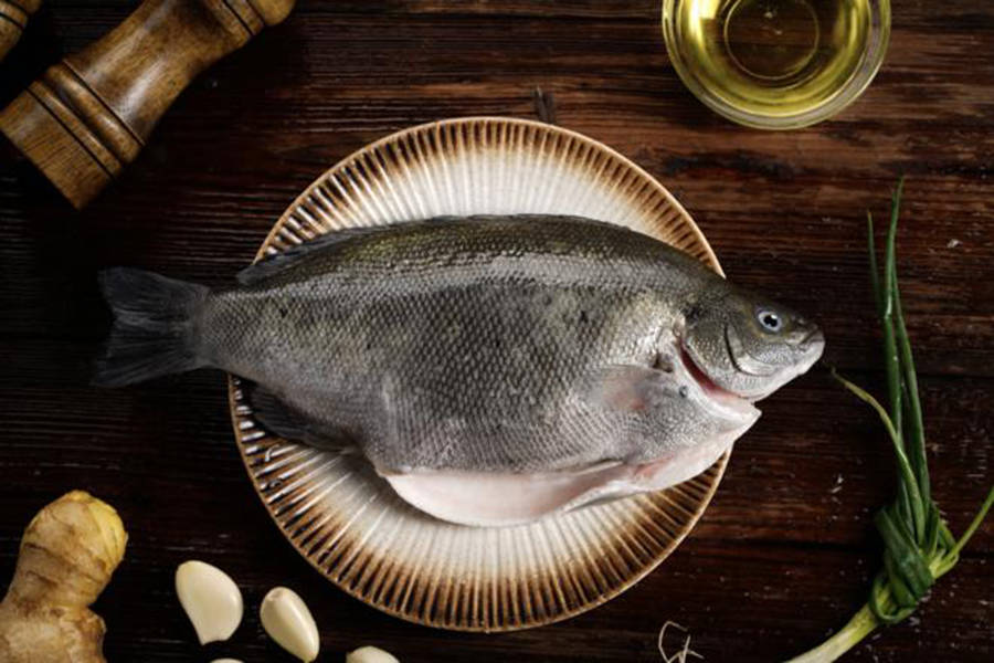 健康干净的翡翠斑鱼正成为食品安全的新代名词其dha含量是三文鱼的4倍