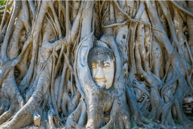 “树抱佛”奇观，巴掌大的千年树洞中，藏着一尊佛