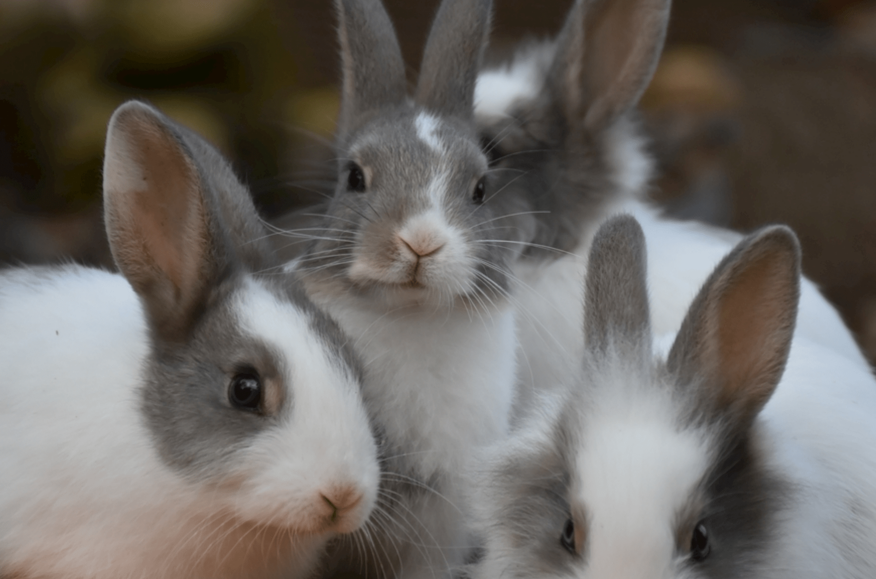 六月上旬生肖兔运势(6月份属兔的运势如何)