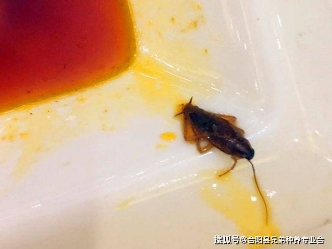 总裁踩蟑螂短剧，现代职场中的微小力量，总裁脚下的微小力量，踩蟑螂的职场短剧