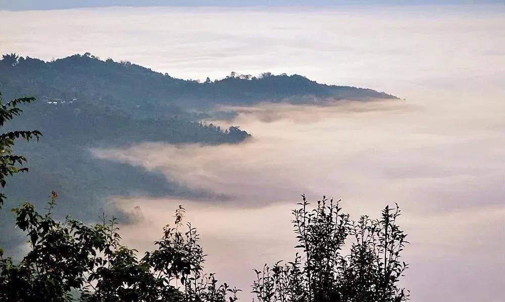 干货分享景迈大平掌古树茶香气高扬茶味饱满