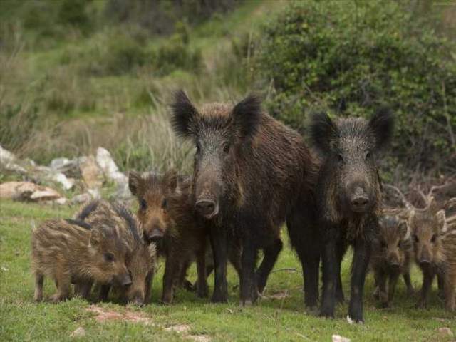野猪排行_天梯新赛季卡牌排行:法师野猪强势登榜(2)