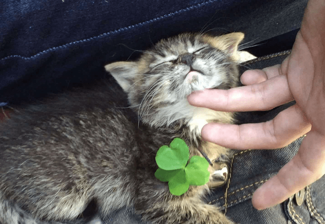 战斗力这两只狗实属飘了，敢挑衅狸花猫，狸花猫：那就尝尝我的“无影脚”！