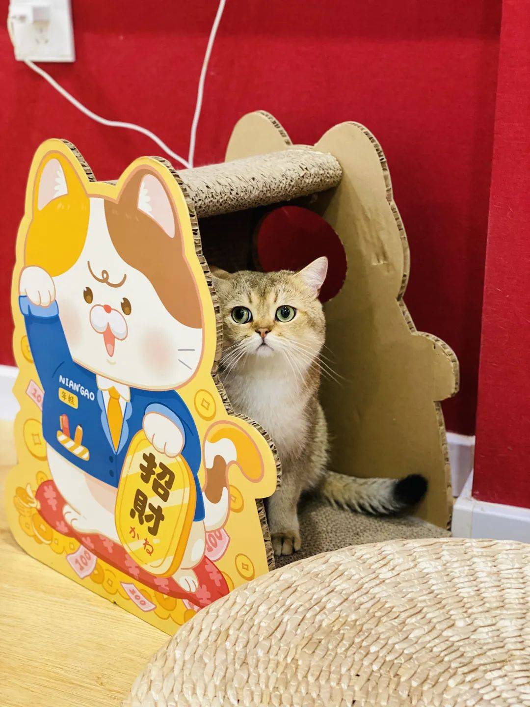 超治愈猫咖沉浸式撸喵汪现场