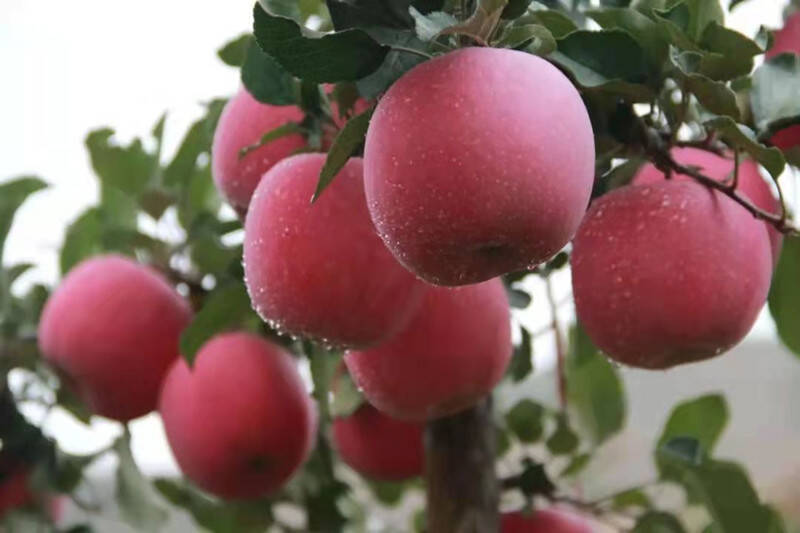 苹果的种植方式简介 bd19cb7f7c9d45ca97e92c7af5dd138b.jpeg