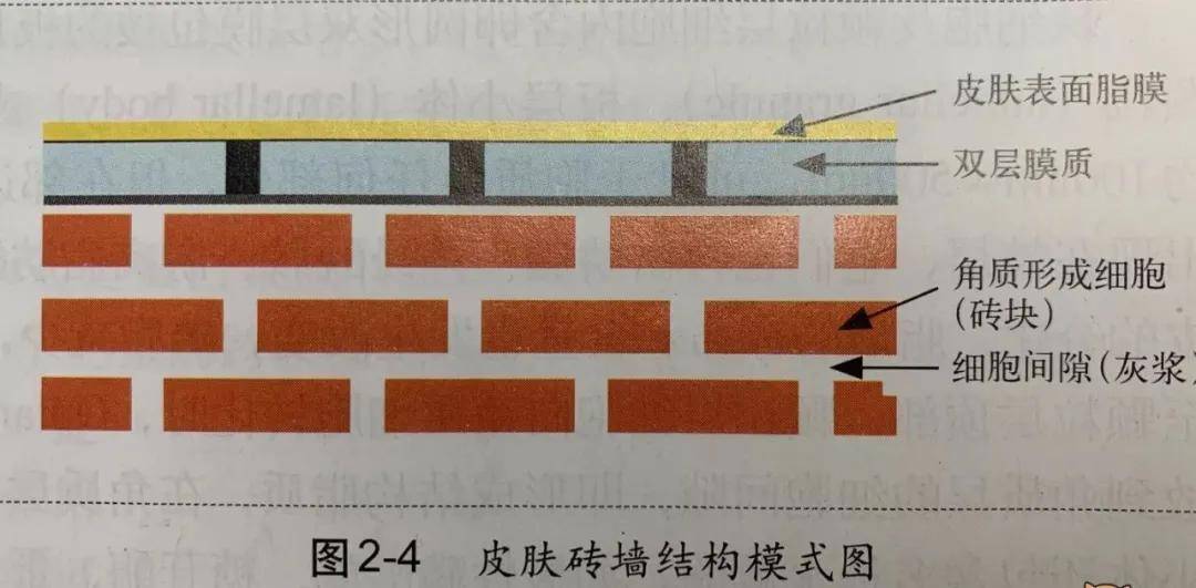 什么修复屏障OEM：修复屏障是指什么？