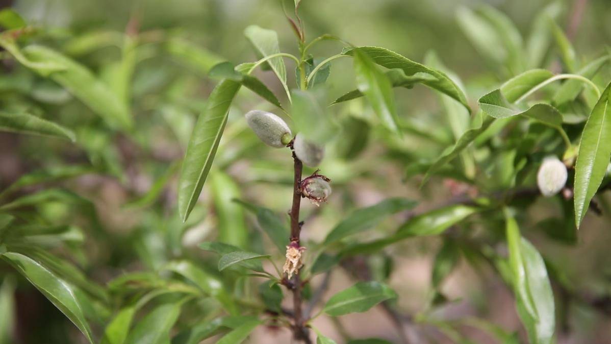江苏种植巴旦木为何要选择冬栽 圣诞节主持人台词膨胀螺栓原理 华英新闻网