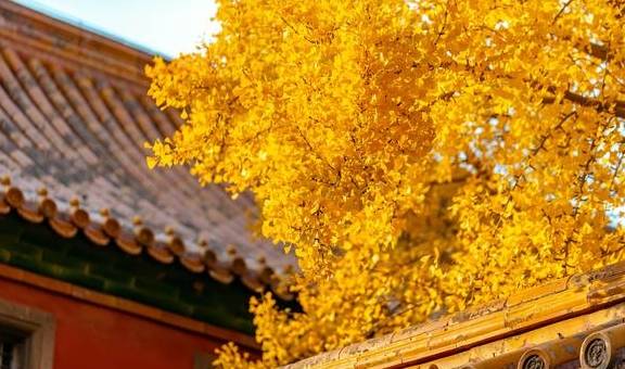 天朗气清，红墙黄叶，故宫的深秋太美了！还有600年大展等你哦