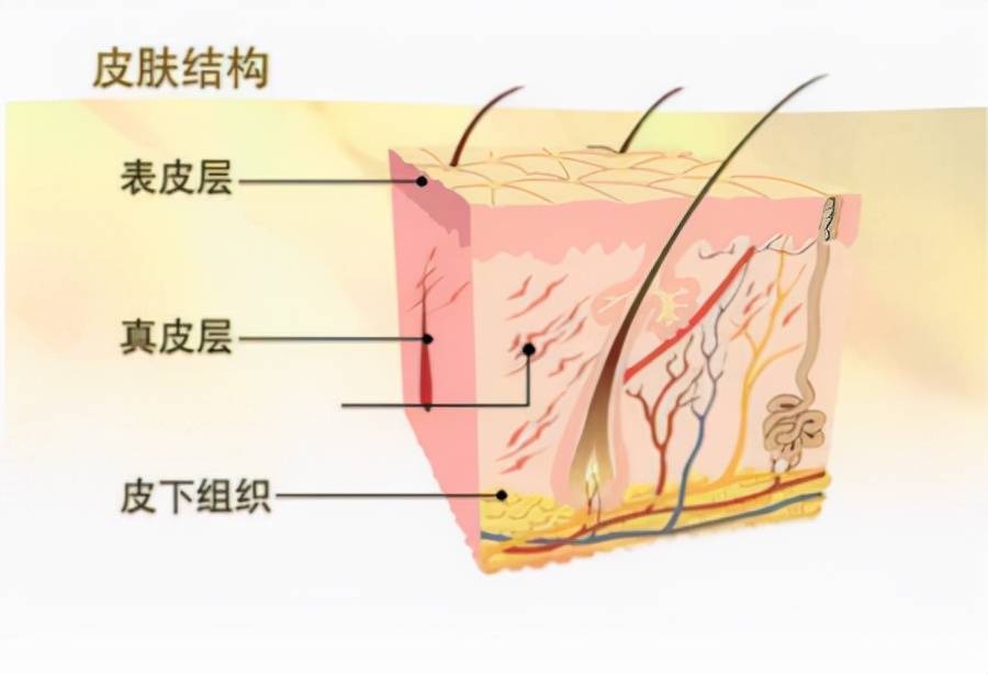 进行皮肤科专家：埋线提升面部几天恢复？埋线可以维持几年？必看~