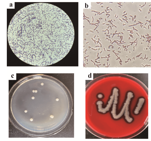 显微镜观察显示菌株gw-01是一个革兰氏阳性杆状菌,在光镜下产生出的