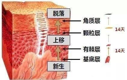 方法为什么要去角质？如何选择正确的方法去角质？